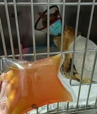 Photo of Urinary CatheterizationTherapy