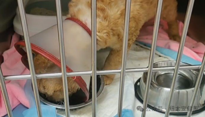 Photo of the Cat Eating on the Second Day
